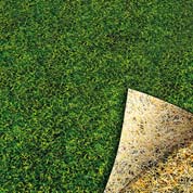 Gazon Regarnissage - 5kg - 250m2